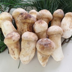 냉동 송이버섯 1kg 특품, 1개, B급 PS사이즈 1kg