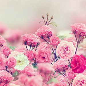 [AF] 엘더로즈 ( 알러지프리 ) Elder Rose 프래그런스오일, 1L, 1개