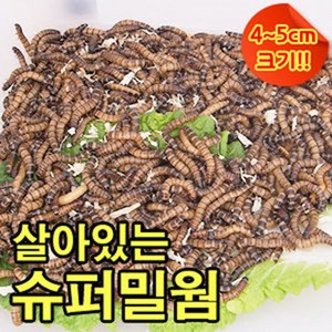 성충 안되는 살아있는 슈퍼밀웜 4~5cm 500마리 1000마리 안전포장, 1500마리, 1개, 1kg