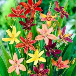 유색범부채-캔디릴리 8cm포트묘 (3개묶음) 노지월동다년초 왜성종 칼라종 [꽃심야생화], 3개