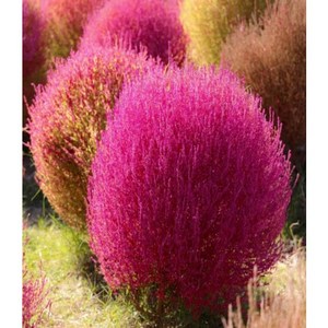 홍댑싸리 씨앗 20립 400립 꽃보다 이쁜 풀, 1개, 소포장 20립