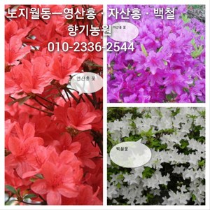 철쭉 묘목 3년생(영산홍 8주 자산홍 8주 백철 8주) 총24주 1박스구성, 24개