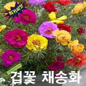 (씨앗) 채송화 겹꽃혼합 50립 (핑크 레드 노랑 흰색), 1개