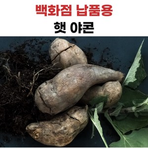 더좋은 야콘 국내산, 1개, 5kg