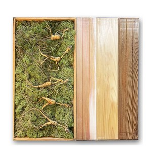 바른삼연구소 건강산삼 산삼 장뇌삼 산양삼 산양산삼, 13년 5뿌리, 일반신선포장