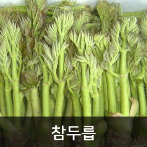 약수농장 자연산 참두릅 1kg 1박스 1kg