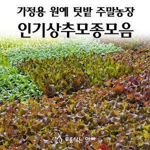 [모종심는아빠] 상추 모종 모음, 청로메인, 모종12개, 1개