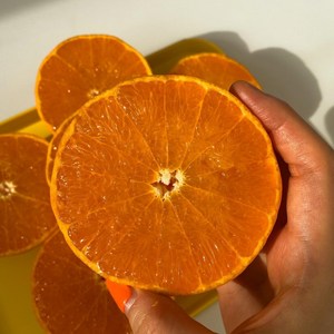 (은상수상) 제주 서귀포 천혜향 5kg 3kg 특상품, 선물용 3kg(10과내외)