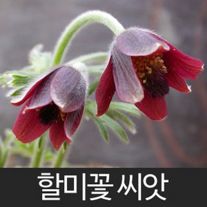 gr할미꽃 씨앗 꽃씨 꽃 종자 야생화 야생꽃 씨 50알, 1개