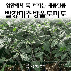 [모종심는아빠] 입안에서 톡 터지는 새콤달콤 빨강대추방울토마토 베타티니, 모종3컵, 1개