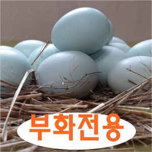 강원고성 자연방사 청란 (부화전용) 병아리부화 부화계란 유정란 산란용 청계란 (난각1번), 1개, 20구