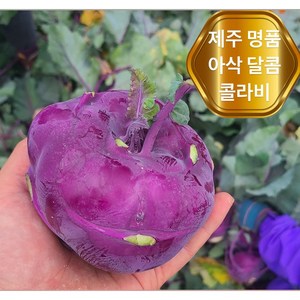 <가람> 제주 특품 아삭달콤한 제철 콜라비, 1개, 5kg