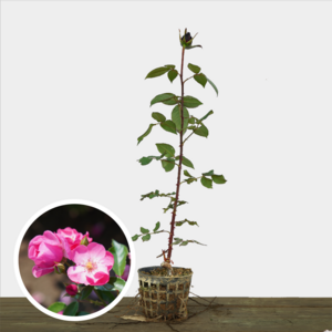 사계줄장미 장미 묘목 넝쿨 덩쿨 사하라 안젤라 스칼렛 찰스톤, 분홍, 1개