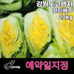 바른청년먹거리 강원도 고랭지 절임배추 20kg 배추 김장 김치, 1개