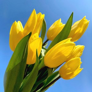 DAVAL 생화 튤립 화훼농가돕기, 10송이, 한단, 10개