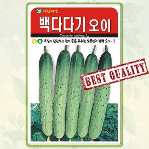 백오이 씨앗 50립 백다다기 오이 종자 씨 다다기 봄 여름 가을 오이씨 AR, 1개