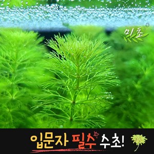 [미초] 암브리아 수초 5촉 / 치어 수초 / 초보자 수초 / 구피 수초, 5개