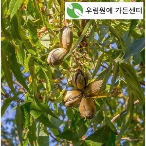 피칸 묘목 / 피칸나무 접목 / 케이프피어 / DT화분 / 우림원예가든, 1개