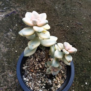 [수암다육] 살구미인금 랜덤발송 Graptoveria 'Titubans' f. variegata 랜덤발송 다육 다육이 다육식물 399, 1개