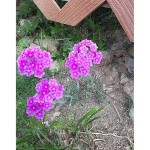 [평창][5포트]털도끼와드래곤(털도끼와드레곤), 5개
