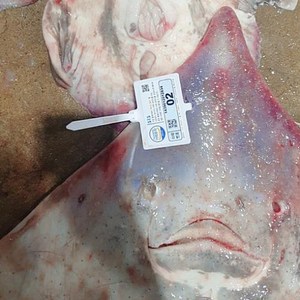 HB 흑산 홍어 250g (약한맛)임금님 진상품/ 장깨끗 관절염 간해독 도움 노화방지 항암효과, 옵션: 250g 약한맛