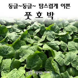 [모종심는아빠] 둥글둥글 탐스럽게 이쁜 풋호박 모종, 모종3개