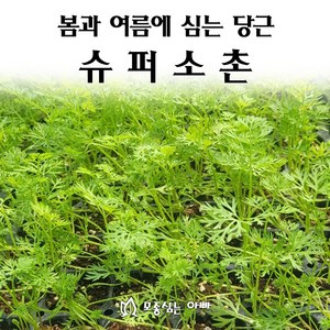 [모종심는아빠] 추대가 안정적인 봄과 여름에 심는 당근 슈퍼소촌 모종, 모종12개, 1개