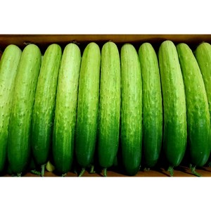 (가락시장까망콩)싱싱하고 맛있는 오이지 피클오이 50개, 8kg 내외, 1박스