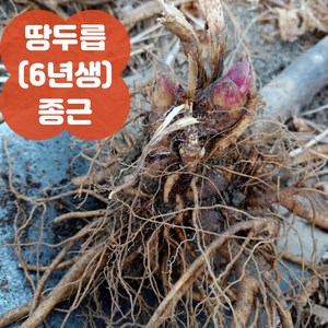 땅두릅 독활 모종 묘목 6년생 종근(모종) 바로 수확 5구 10구 20구, 10촉(구), 1개