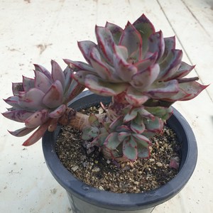 [수암다육] 묵은 목대 리가 랜덤발송 Echeveria 'Riga' 랜덤발송 다육 다육이 다육식물 279, 1개