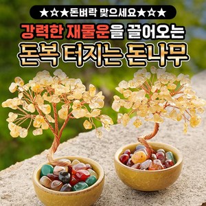 [돈벼락 맞으세요] 강력한 재물운을 끌어오는 돈복 터지는 돈나무, 1+1개