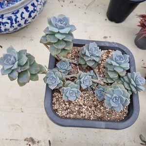 [수암다육] 고스티 단품 Gaptosedum 'Ghosty' 다육 다육이 다육식물 국민다육, 1개
