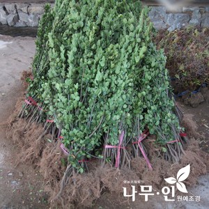 [나무인] 사철나무 키1m 10개