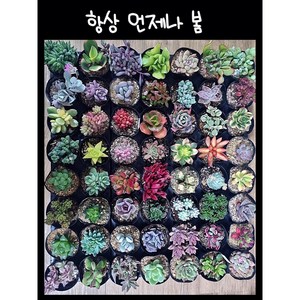 언제나봄 다육식물 중복없이 30 개 랜덤발송, 30개