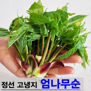 햇살농원 정선 고냉지 자연산 생 엄나무순 개두릅 당일수확 산지직송, 1개, 고냉지 생 엄나무순 1kg