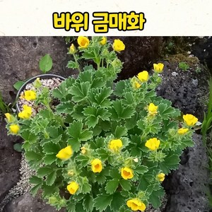 바위금매화(10cm 화분) 금매화 야생화 모종 / 봄야생화, 1개