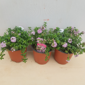 [용이네 화원] 백리향 [2개배송 1+1 무료배송] 10cm 화분 야생화, 2개, 랜덤