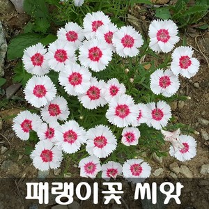 [해피플라워] 패랭이꽃 씨앗 1g(약 1000립) / 봄 여름 가을 파종 꽃씨, 1개