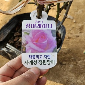 [새싹에서 나무까지] 사계 땅장미 (썸머레이디) 개화주 (포트묘), 1개