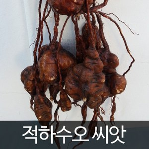 적하수오 씨앗 하수오 종자 약초 채소 약용 씨 50알, 1개