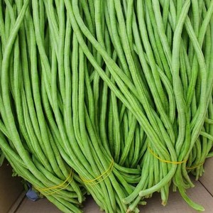 국내산 당일수확 줄콩 롱빈 줄기콩 Dau dua / Long bean 동남아 식재료, 1개, 1kg