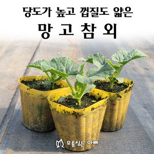 [모종심는아빠] 당도가 높고 껍질도 얇아 먹기 좋은 망고참외 모종, 1컵, 1개