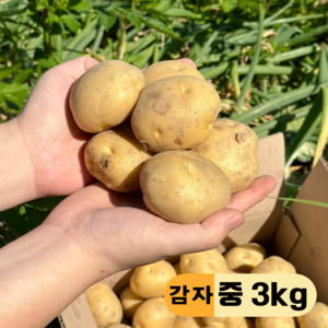 국내산 햇감자, 3kg (중), 1개