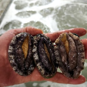 [완도 산지직송] 활 전복 소 1kg (22-24미) 구이용 선물세트 꼬마부터 왕특대, 소 22-24미, 추가안함, 1개