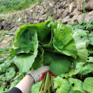 [오늘도산들해] 청정지역 광양 자연에서 자란 머구 머위 나물 머위순 머위대 머위잎, 1kg, 1개