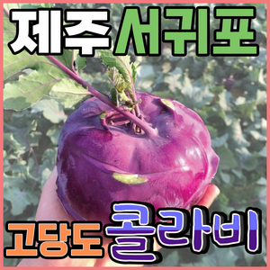 [득템몰] 제주 콜라비 유기농 고당도, 5kg, 1개