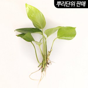 미미네아쿠아 스킨답서스 3촉 - (베타침대 원예수초), 1세트