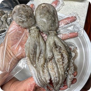 서해 활 손질 제철 세척 알배기 쭈꾸미 내장제거, 3세트, 1kg(10~15미)