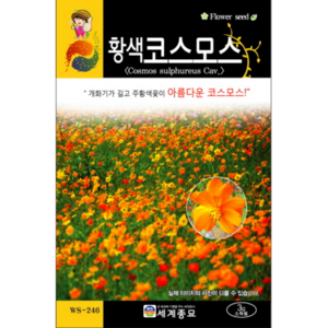 황색 코스모스 씨앗 500립 / 꽃씨 키우기 화단가꾸기, 1개