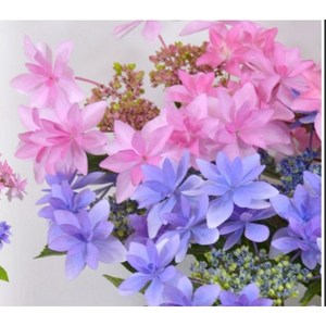 언제나 사랑받는 댄스파티 수국 /18cm포트 /생화 수국화분 / 원예수국 / 봄꽃 여름꽃 / 선물용 화분 / 정원수 조경수 / 꽃과정원이야기, 단일수량